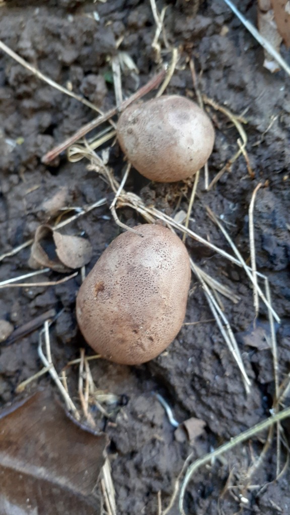 Scleroderma bovista · May 2025 · photo: © aardvark04 (iNaturalist, cc0)
