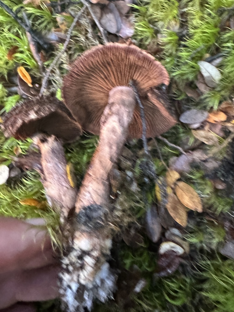 Cortinarius ursus · May 2025 · photo: © iandickie (iNaturalist, cc-by)