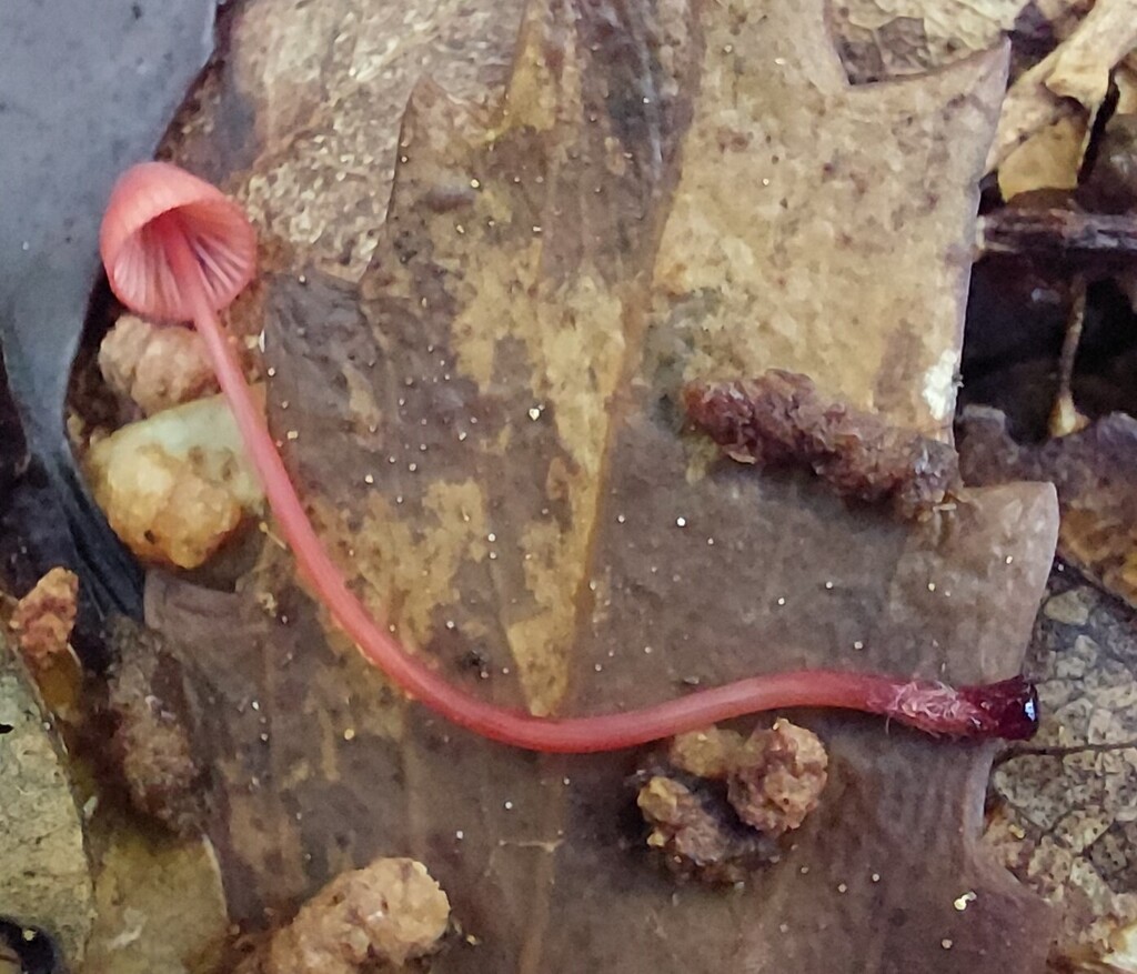 Mycena mariae · April 2025 · photo: © catchwords (iNaturalist, cc-by)
