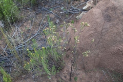 Hermannia salviifolia