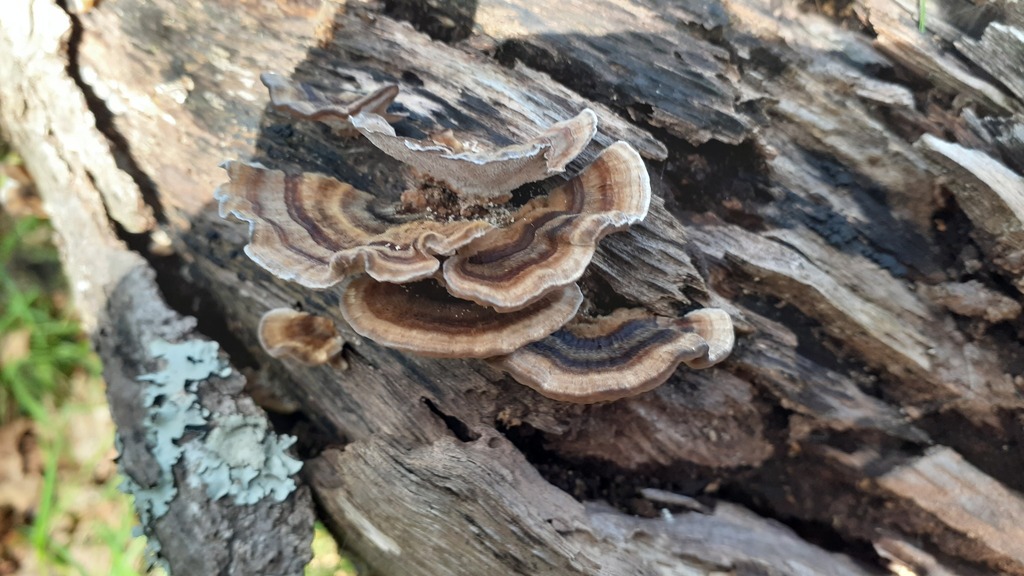Trametes versicolor · May 2025 · photo: © aardvark04 (iNaturalist, cc0)
