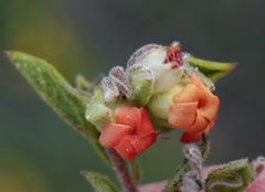 Hermannia salviifolia