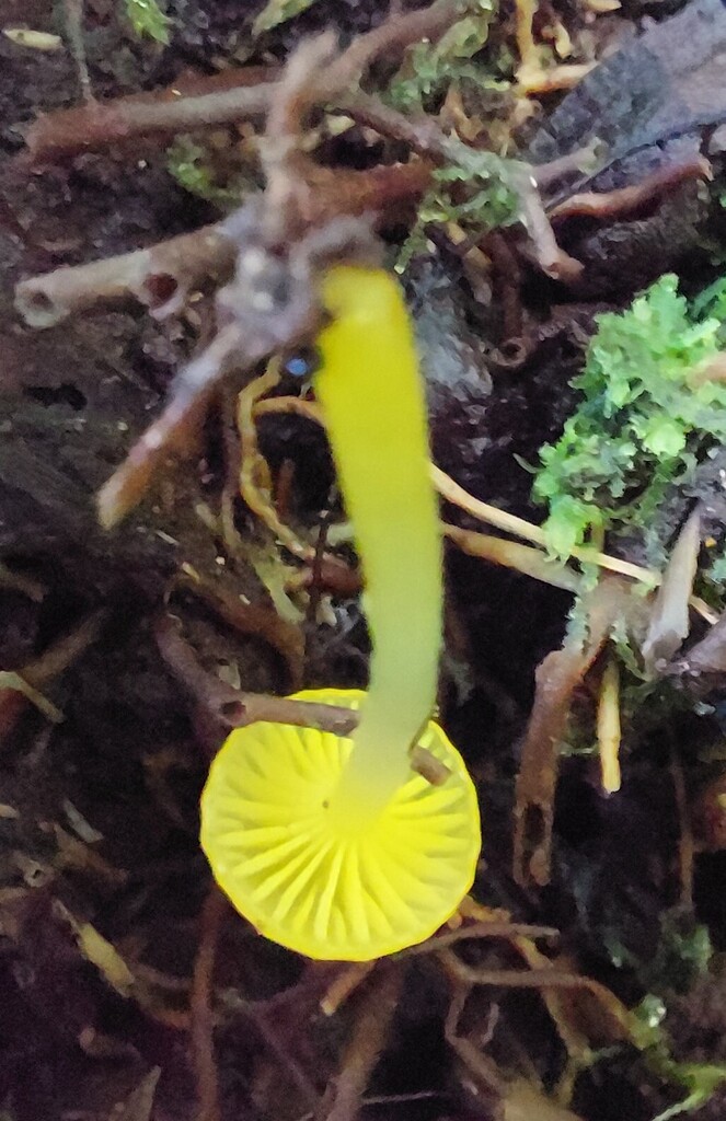 Gloioxanthomyces chromolimoneus · April 2025 · photo: © catchwords (iNaturalist, cc-by)
