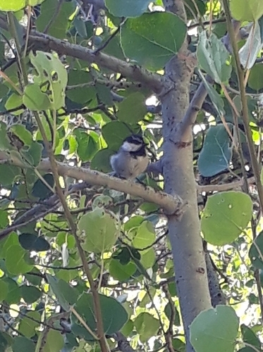 iNaturalist observation photo of Mountain Chickadee