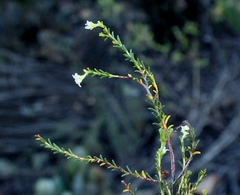 Diosma prama
