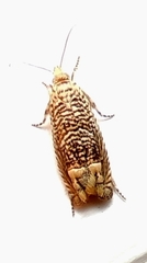 Eucosma argutipunctana