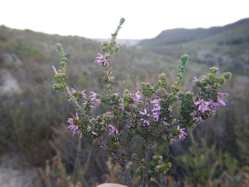 Nutfruit Heath (Erica glabra)