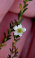 Diosma prama