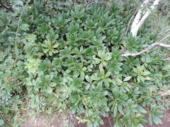 Rhododendron caucasicum