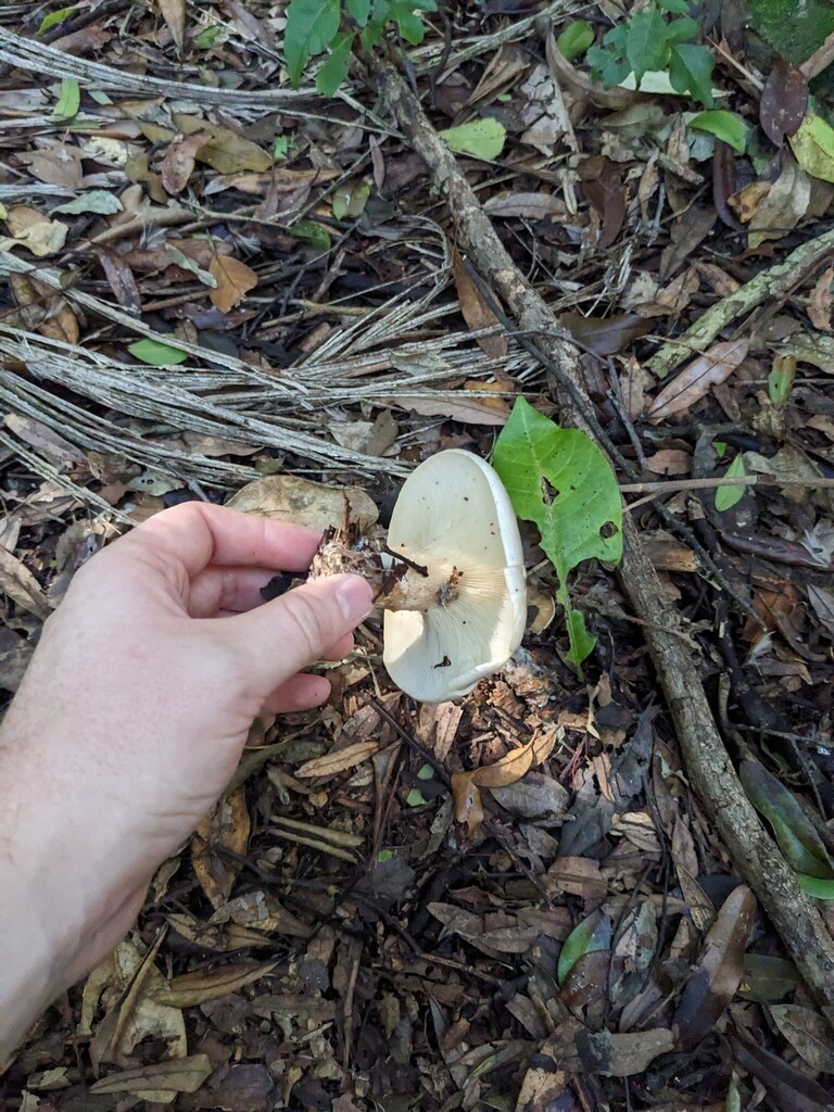 Clitocybe nebularis · May 2025 · photo: © haydenj (iNaturalist, cc-by)