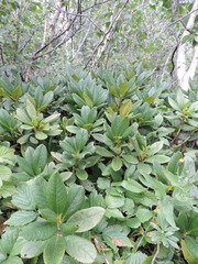 Rhododendron caucasicum