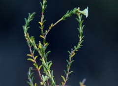 Diosma prama