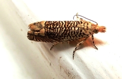 Eucosma argutipunctana