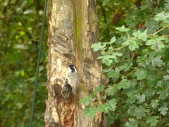 Periparus ater