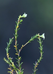 Diosma prama