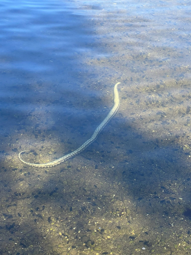 Inland Carpet Python sighting