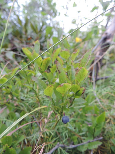 čučoriedka obyčajná (Vaccinium myrtillus)