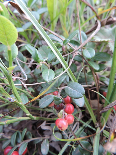 brusnica obyčajná (Vaccinium vitis-idaea)