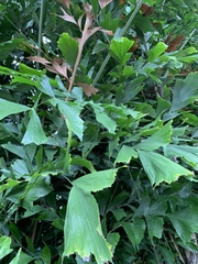 Caryota