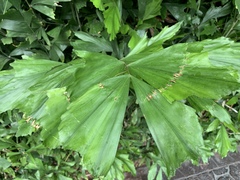 Caryota