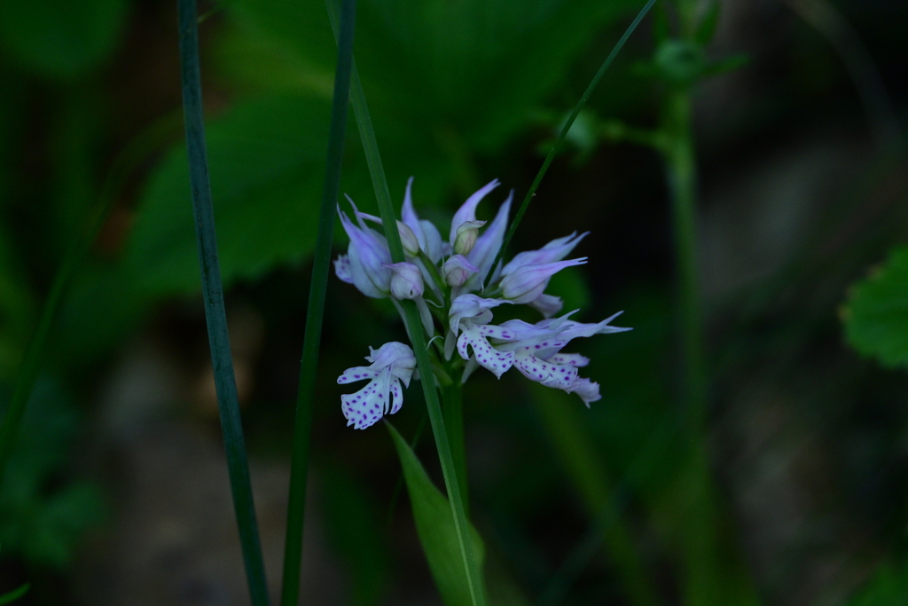 Neotinea tridentata