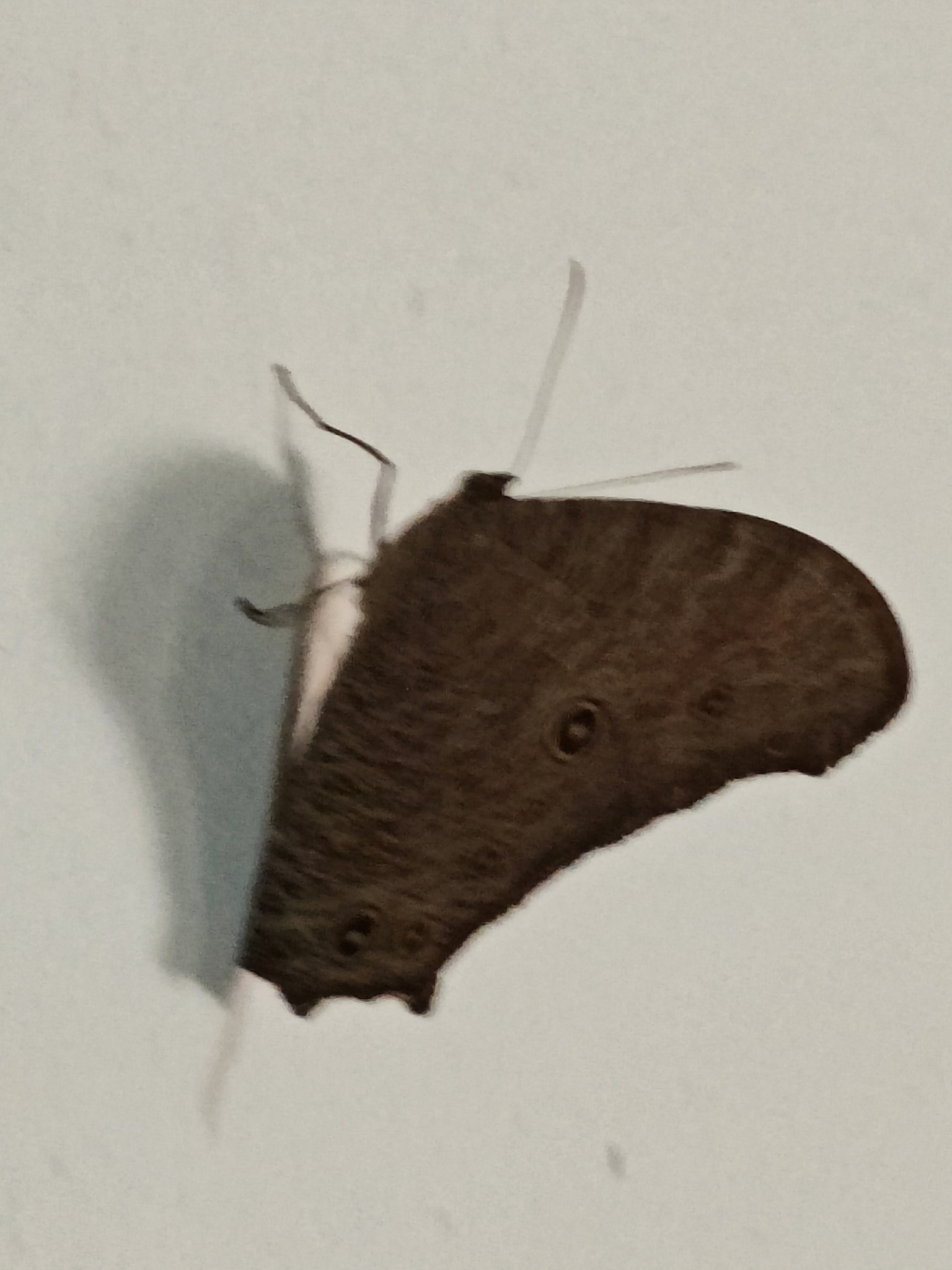 Common Evening Brown