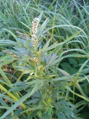 Artemisia vulgaris