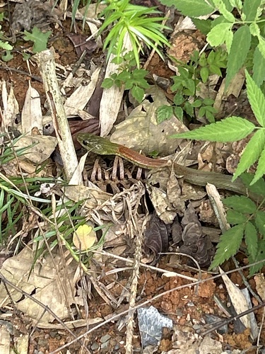 Heller's Red-necked Keelback