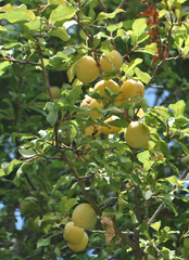 Prunus ursina