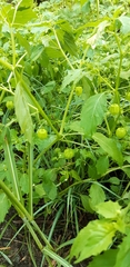 Physalis longifolia