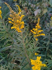 Solidago gigantea