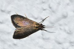 Pyrausta demantrialis