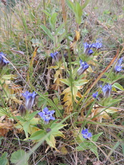 Gentiana septemfida