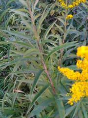 Solidago gigantea