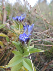 Gentiana septemfida