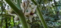 Solanum quitoense