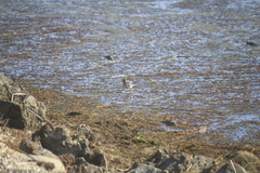 Calidris alpina