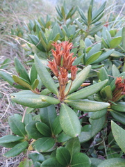 Rhododendron caucasicum