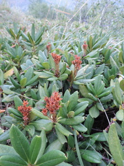 Rhododendron caucasicum