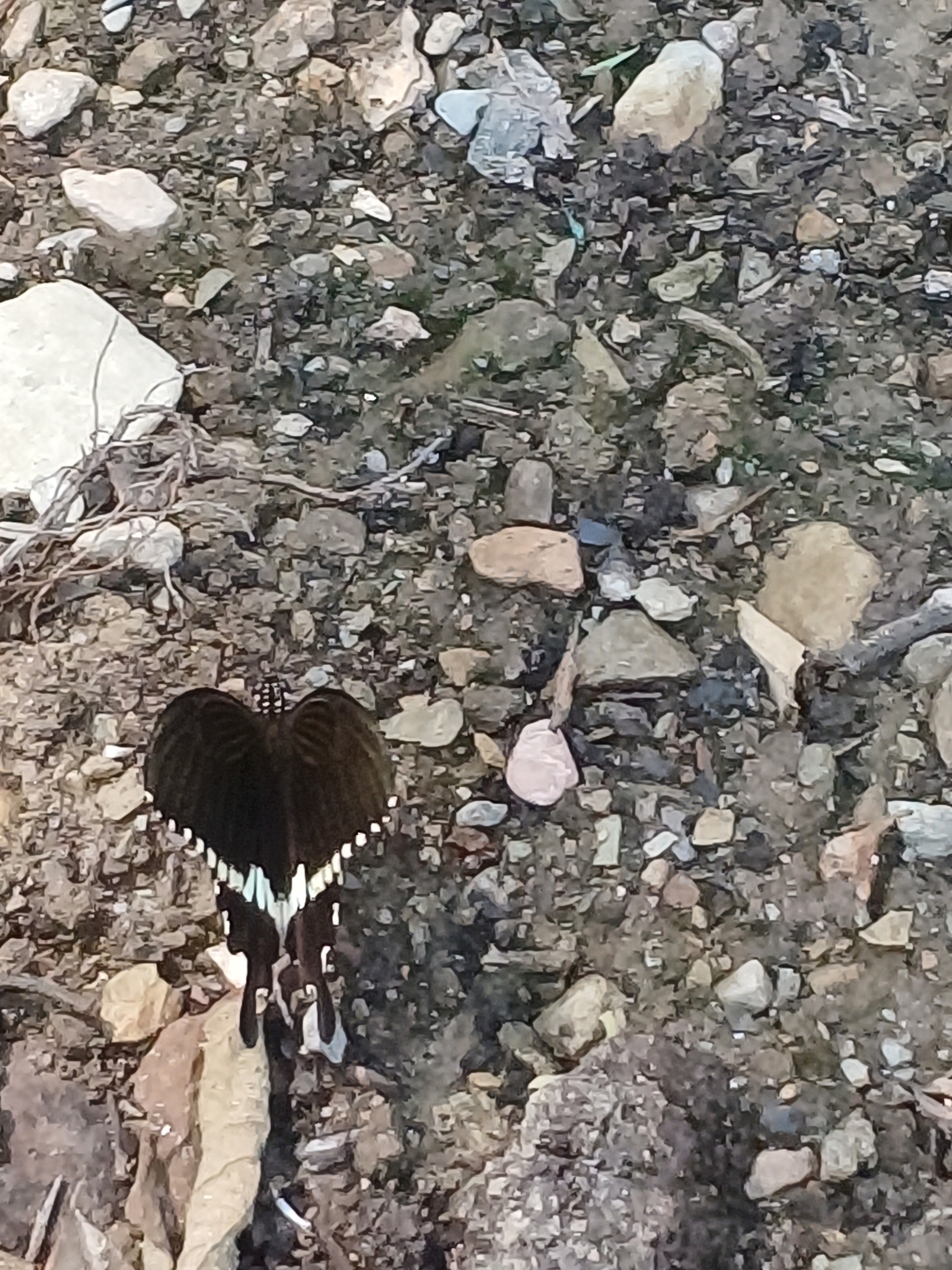 Common Mormon