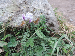 Astragalus kazbeki