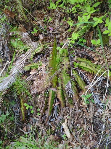 Image of Struthiopteris niponica by (c) harum.koh, some rights reserved (CC BY-SA)