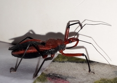 Rhynocoris