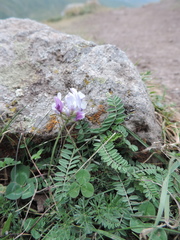 Astragalus kazbeki