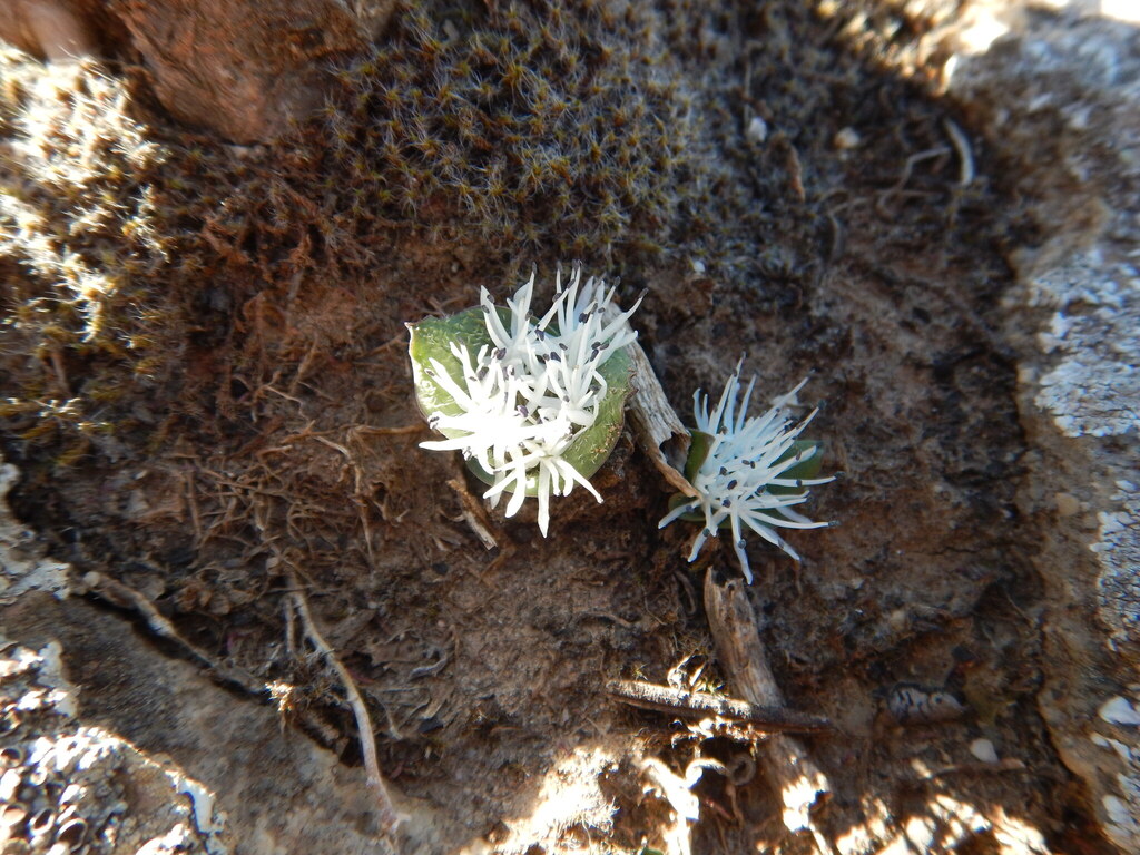 Massonia dregei, West Coast, ZA-WC, ZA