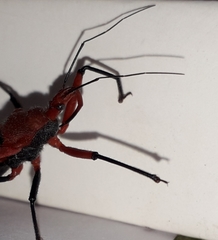 Rhynocoris