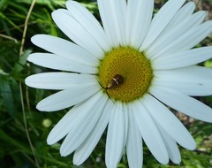 Adela australis