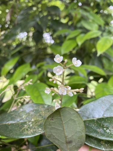 Meliosma squamulata iNat (2)