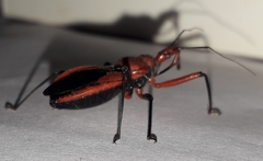 Rhynocoris