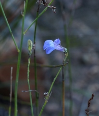 Lobelia linearis